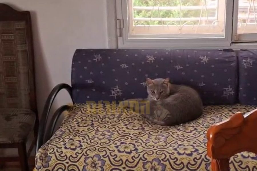 החתול-בביתו-של-מארי-שלום-גמליאל-גמדאני